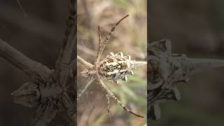 Argiope trending argiope spider shorts [upl. by Nitnelav]