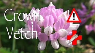 Crown Vetch Medicinal [upl. by Ahtebbat503]