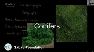 Conifers Biology Lecture  Sabaqpk [upl. by Tia]