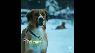 humanity whatsapp status tamil dog humanity statusrespect dogshumanity status💗 [upl. by Kcirrek]