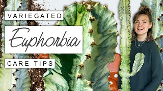 Variegated Euphorbia TIPS  TRICKS 🌵 Complete Care Guide For Euphorbia Variegata [upl. by Diena526]