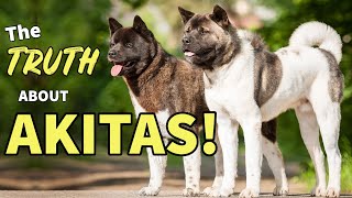 5 MYTHS About AKITAS [upl. by Connelley]