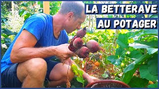 RÉUSSIR LA BETTERAVE AU POTAGER [upl. by Aivilo]