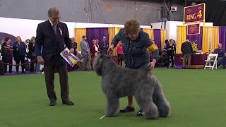 Bouviers des Flandres  Breed Judging 2020 [upl. by Nnylaf723]