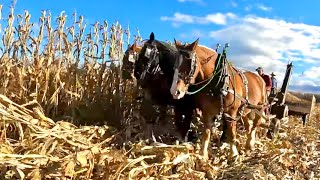 DRAFT HORSES PICKING CORN FIELD  Corn Harvesting 2023 554 [upl. by Seagrave]