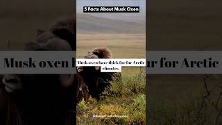 shorts muskoxen animalfacts [upl. by Server699]