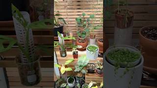 Greenhouse cabinet tour ikeagreenhousecabinet houseplants plants indoorplants plantlover [upl. by Onfroi849]