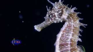 Морской конек Hippocampus hippocampus Long snouted seahorse [upl. by Samalla720]