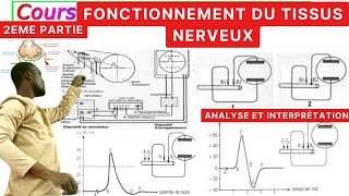 SVTFonctionnement du tissus nerveux2èPartiePotentiel dActionRepos [upl. by Boswall]