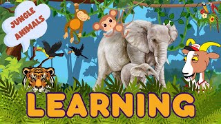 Animal Adventures  Learning About Jungle Animals [upl. by Esch]