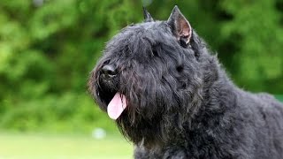 Boyero de Flandes  Bouvier des Flandres [upl. by Alletse]