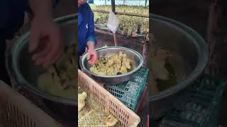 duck farmer duckfarming factory animals shorts [upl. by Courtund]