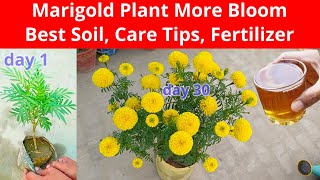 Marigold Plant Grow and Care Tips Fertilizer To Get More Flowers  Marigold Plant Care Fertilizer [upl. by Karab703]