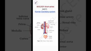 Human excretory system class 11 biologyshorts neet study boosterofficial [upl. by Alim]