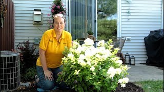 PETITTI How to plant a Panicle Hydrangea [upl. by Arehs]