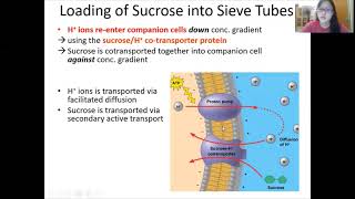 Chap 7 Part 2  Translocation  Cambridge ALevel 9700 Biology [upl. by Ear]