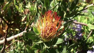 Kirstenbosch National Botanical Garden South Africa [upl. by Ainimre]