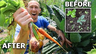 I Planted 9 DIFFERENT CROPS IN ONE SQUARE FOOT and you Won’t Believe What Happened… [upl. by Yrrol]