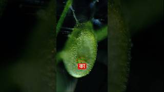 Bladderwort Plant🤯 shorts trending facts viral plants [upl. by Rosalinda293]