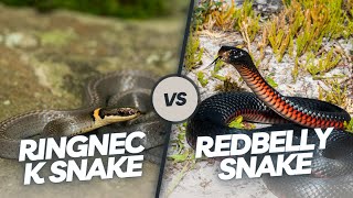 Ringneck Snake Vs Redbelly Snake [upl. by Mosa341]