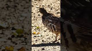 Easy Going quotStrutquot of the Ruffed Grouse grouse gamebirds birds [upl. by Zerat318]