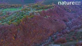 Aerial shot of Meadows pasiego cabins river and deciduous forest Spain November [upl. by Haerdna]