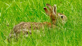 A FOUR EARED RABBIT GRAZING IN MY YARD [upl. by Marlen]