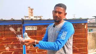 স্বপন ভাইয়ের কবুতরের লফট  Shopon pigeon loft  part  2  mspigeonloft kobutor video giribaj [upl. by Amery]