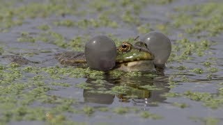 Marsh frogs calling at RSPB Rainham [upl. by Nalniuq]