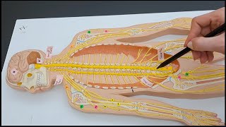 Spinal Nerves Plexuses and the Peripheral Nerves  Rapid Review  Made Easy [upl. by Idid]