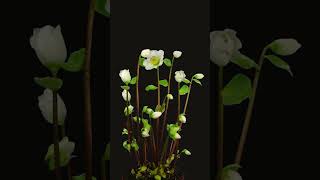 Time lapse growing opening helleborus flowers microgreens nature [upl. by Howund]