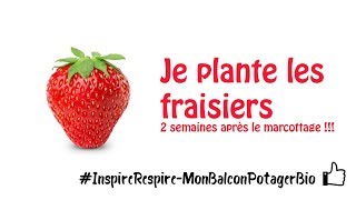 Comment planter des fraises en pot [upl. by Hanad332]