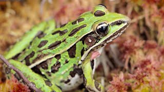 Southern Leopard Frog [upl. by Madson767]