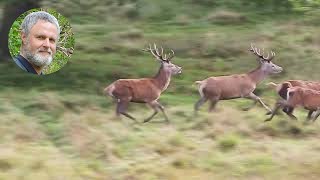 Running deer [upl. by Halil]