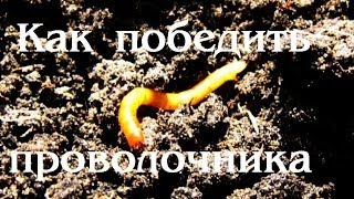 Как победить проволочника Проволочник как бороться [upl. by Aitnahc88]