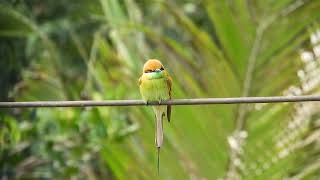 Bee eater beautiful bird  Copyright Free Videos [upl. by Gwyneth]