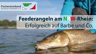 Feederangeln am NRWRhein Erfolgreich auf Barbe und Co [upl. by Ethelbert]