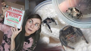 Unboxing 7 ADORABLE JUMPING SPIDERS and deciding which to keep [upl. by Naened]