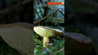 Discover the Bovine Bolete Mushroom Natures Hidden Gem [upl. by Stormy]