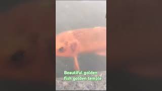 Beautiful Golden fish at golden temple Amritsar [upl. by Halle]