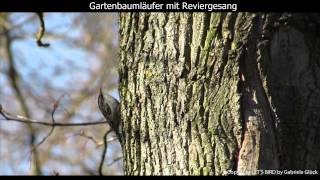 Gartenbaumläufer mit Gesang  Shorttoed treecreeper singing 1080p HD [upl. by Cassey]