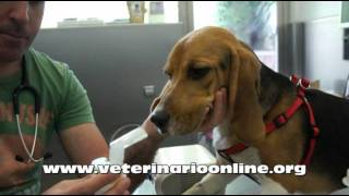 Tratar una neumonia a un perro mediante nebulizacion  Veterinario Online [upl. by Shanley540]