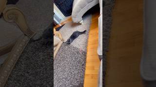 CAT VS LASER POINTER😹 cat funny funnycats catlover cutebabyanimals kitten cutebabycat cute [upl. by Caassi]