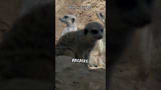 Meerkat fun facts facts animals [upl. by Bartolomeo298]