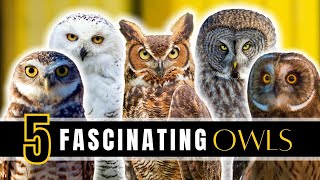 5 Fascinating Owls of North America [upl. by Esinehs]