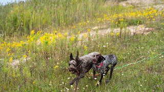 Wirehaired Pointing Griffons Adapting to Rural Living [upl. by Erek]