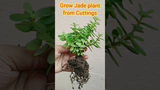 Propagate Jade plant from stem  Jade plant from Cuttings  crassula ovata plant propagation shorts [upl. by Becca]