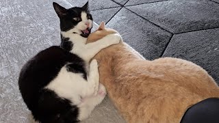 Cat Aggressively Grooms Other Cat [upl. by Sila]