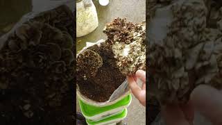 Harvesting my first maitake cluster Grifola frondosa Gourmet amp Medicinal Functional Mushroom [upl. by Orman]