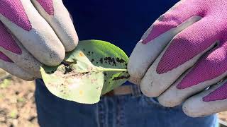 Fungal Rust amp Blister Mites on Pear Tree [upl. by Rosalie]